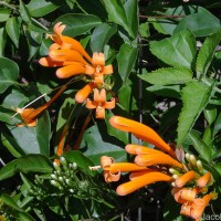 Pyrostegia venusta (Ker Gawl.) Miers